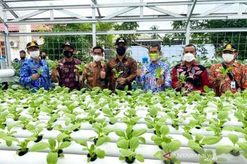 Dinas KPP Barito Utara serahkan 1.000 bibit  sayuran kegiatan OPAL