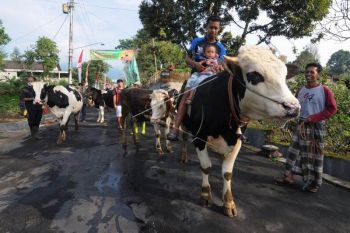 Tradisi Lebaran Sapi