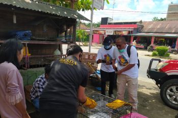 Warga Sungai Jariang Agam temukan kukang di tiang listrik, dirawat lalu dilaporkan dan diserahkan ke BKSDA