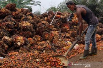 Harga TBS Sawit Naik Di Riau