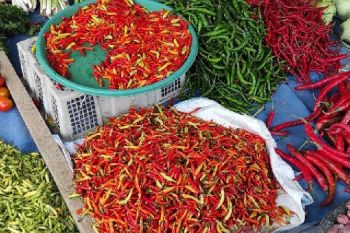 Harga cabai rawit di Jayapura bertahan Rp200.000/kg