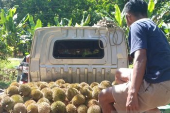 Kalbar "banjir" buah durian