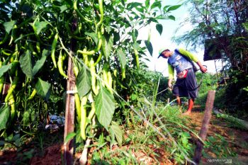Tanaman Cabai Diserang Penyakit