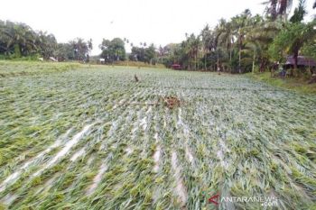 Ratusan hektare kebun jagung di OKU rusak akibat banjir