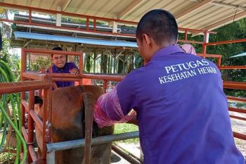1.944 ekor sapi dan kerbau lahir di Agam sejak Januari-25 Mai 2021