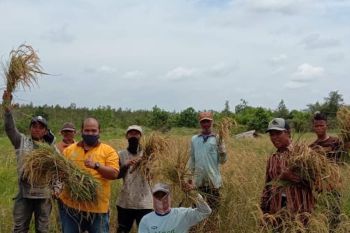 PT Rimba Hutani Mas bantu petani buka lahan tanpa bakar