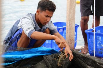 Pembudidaya tunda panen lobster di Lampung akibat harga belum stabil