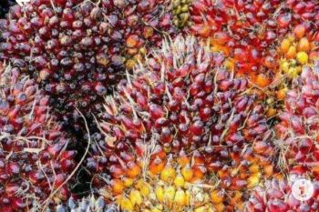 Harga buah sawit di Mesuji naik