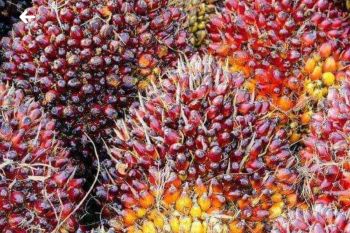 Harga buah sawit di Kabupaten Mesuji stabil