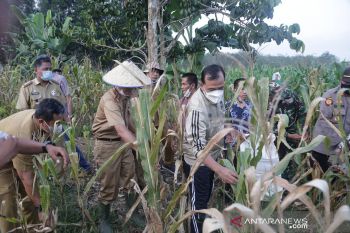 Petani OKU keluhkan harga pupuk melebihi HET
