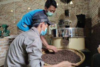Harga biji kopi Lampung stabil pada awal musim panen raya