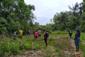 Makhluk jadi-jadian berwarna hitam dan berbau busuk yang hebohkan masyarakat di Palembayan, ternyata binatang ini