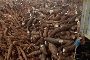 Harga singkong di Mesuji naik