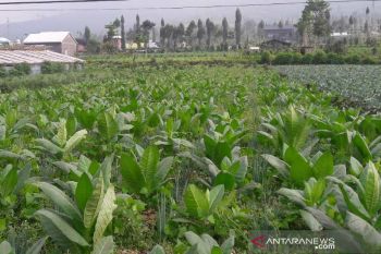 Lahan tembakau di Temanggung capai 14 ribu hektare