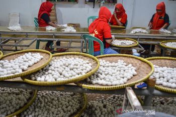 Penurunan jumlah produksi tahu bulat