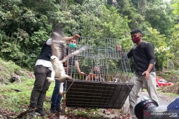 BKSDA Sumbar lepasliar tiga satwa dilindungi di Cagar Alam Maninjau