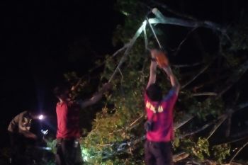 Pohon tumbang di jalan Raya menuju The Mandalika Kuta