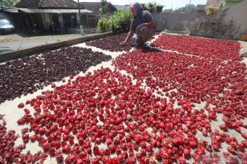 Panen Bunga Rosela