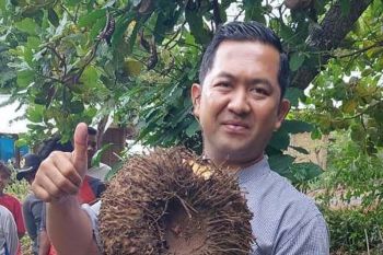 NTB siap mengembangkan porang dengan potensi lahan 4.000 hektare