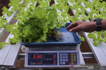 Petani milenial sistem hidroponik
