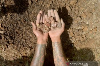 Pelatihan Budidaya Jahe Merah Bagi Mantan Pecandu