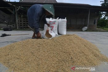 Hasil Panen Padi di Desa Meli Meningkat