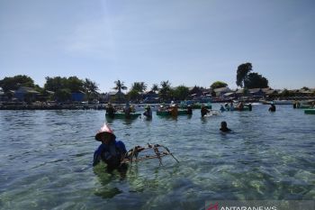 Kelompok tani: Harga komoditi andalan di Sulsel cenderung stagnan