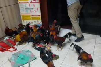 Polda Sumsel berantas judi sabung ayam yang kian marak