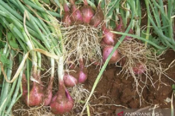 Produksi petani bawang merah binaan BI di Kolaka Utara naik 110 persen