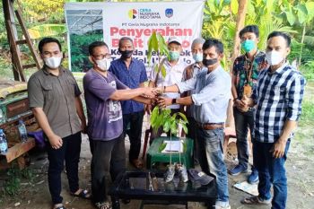 PT.Ceria berikan bantuan 4.000 bibit kakao