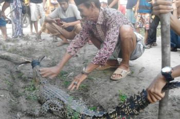 Warga Mestong Muarojambi tangkap seekor buaya berukuran 1,5 meter