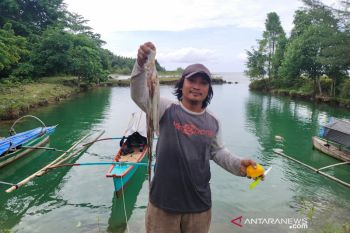 Pulau Simeulue musim gurita, penghasilan nelayan meningkat