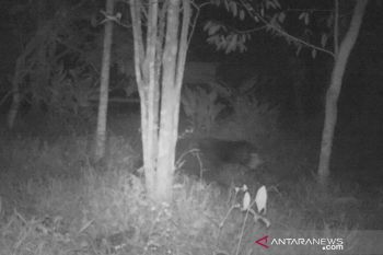 Makhluk misterius hebohkan warga Palembayan agam