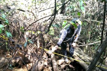 Polisi selidiki penemuan bangkai gajah di Hutan Produksi