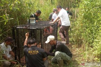 Makhluk misterius di Palembayan teryata beruang, BKSDA pasang perangkap untuk evakuasi (Video)