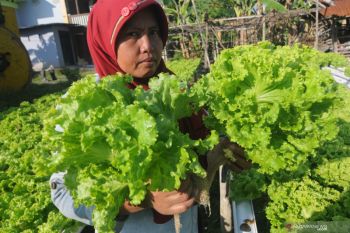 Budi Daya Sayuran Sistem Hidroponik