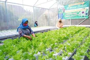 Petani Hidroponik Kota Kediri waspada hama penggorok dan kutu daun