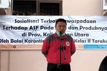 Karantina Pertanian Tunggu Hasil Bvet Terkait Banyak Babi Hutan Mati