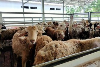 Dompet Dhuafa Farm siap hadirkan hewan kurban berkualitas di Lampung