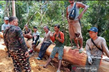 KLHK bersama TNI hentikan penebangan ilegal di SM Rimbang Baling, dua orang ditahan