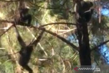 Populasi Owa Jawa di Naringgul-Cianjur terus bertambah