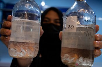Bea Cukai gagalkan penyelundupan 121.942 ekor benih lobster ke Sumsel