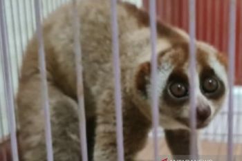 Pria di Meranti ditangkap polisi karena pelihara satwa dilindungi