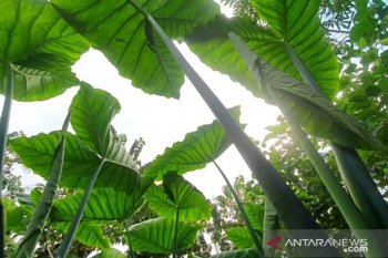 Petani Tapanuli Selatan kembangkan Talas Beneng kualitas ekspor