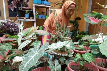 Kisah Misnar (78) yang tetap produktif di usia senja