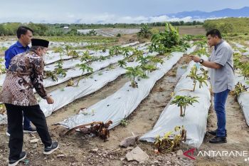 Kadis TPH dan anggota DPRD Tolitoli berguru porang ke Sidrap Sulsel