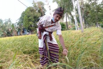 Puluhan haktare sawah petani di Kupang diserang hama wewereng
