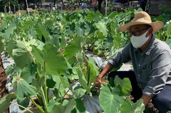 Pemprov Sulsel jadikan Wajo percontohan program listrik masuk sawah
