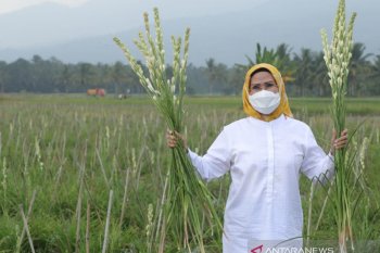 Sentra bunga sedap malam di Kabupaten Serang Jadi agrowisata