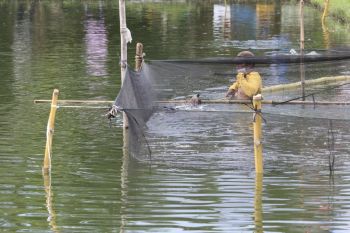 Dalam lima bulan, produksi udang vaname Dipasena  capai 6.216 ton